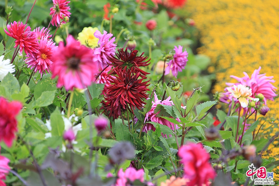 宝尔势格庄园的大丽菊