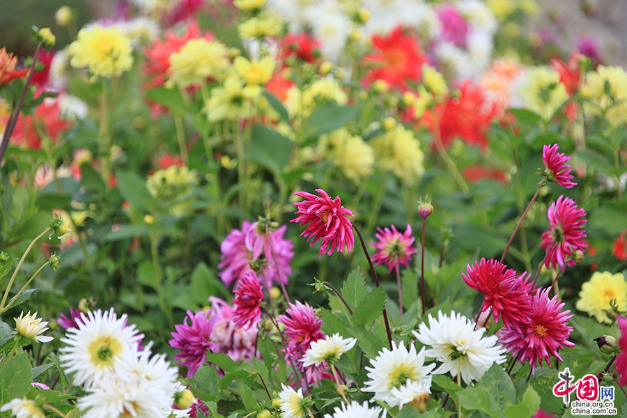宝尔势格庄园的大丽菊