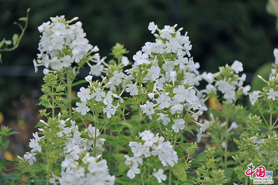 宝尔势格庄园的蓝雪花