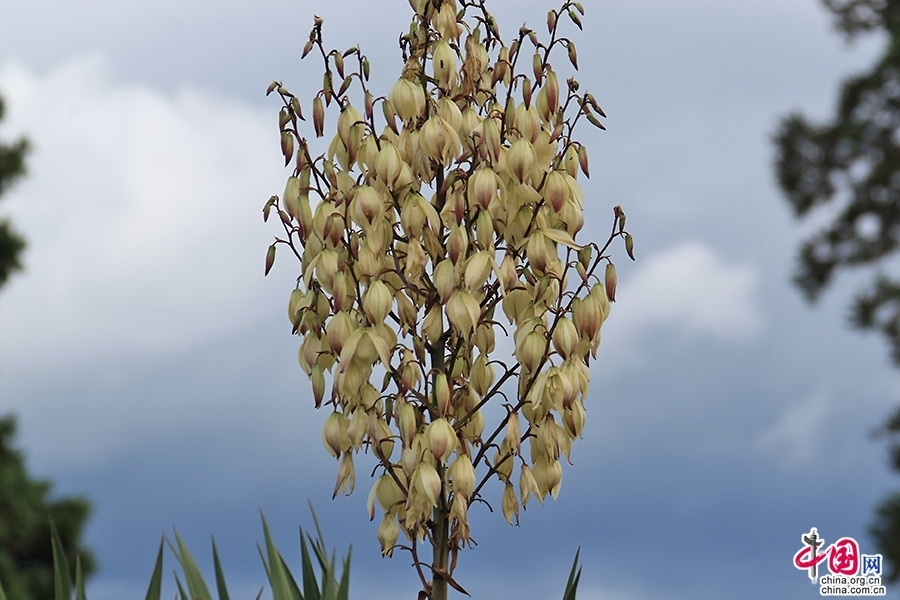宝尔势格庄园的剑麻