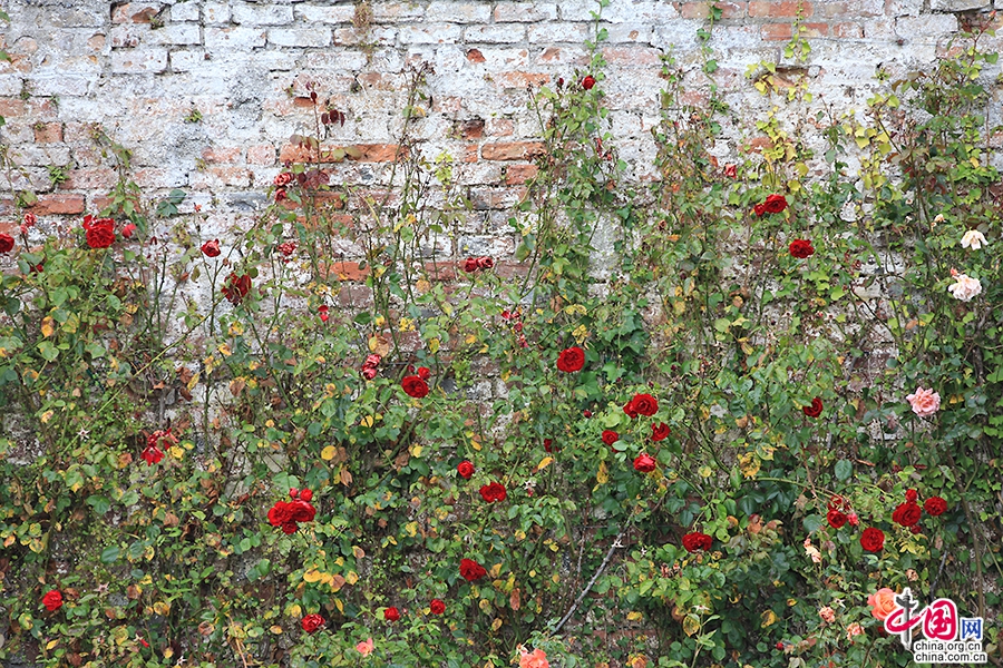 宝尔势格庄园的月季