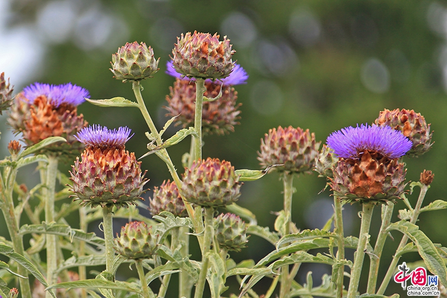 宝尔势格庄园的褐冠蓟