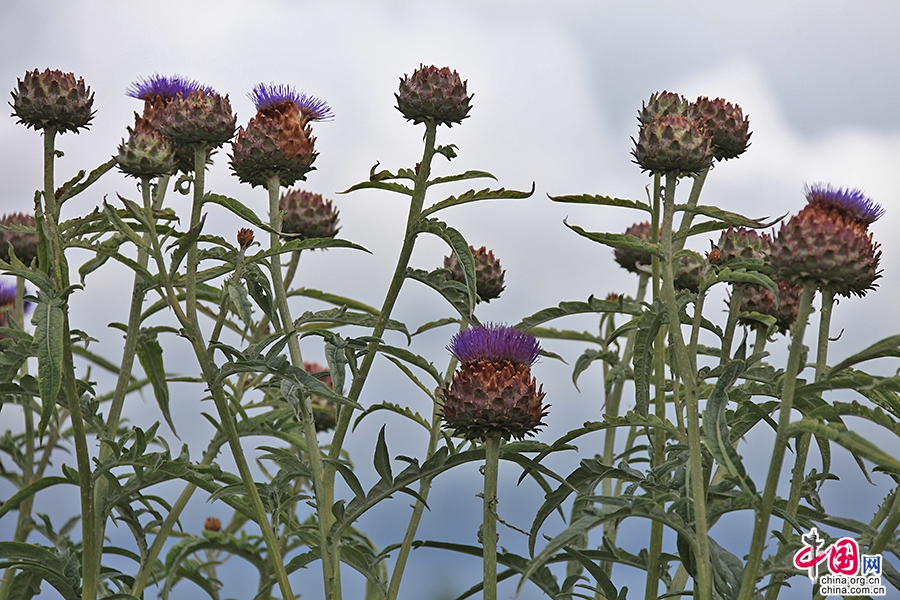 宝尔势格庄园的褐冠蓟2