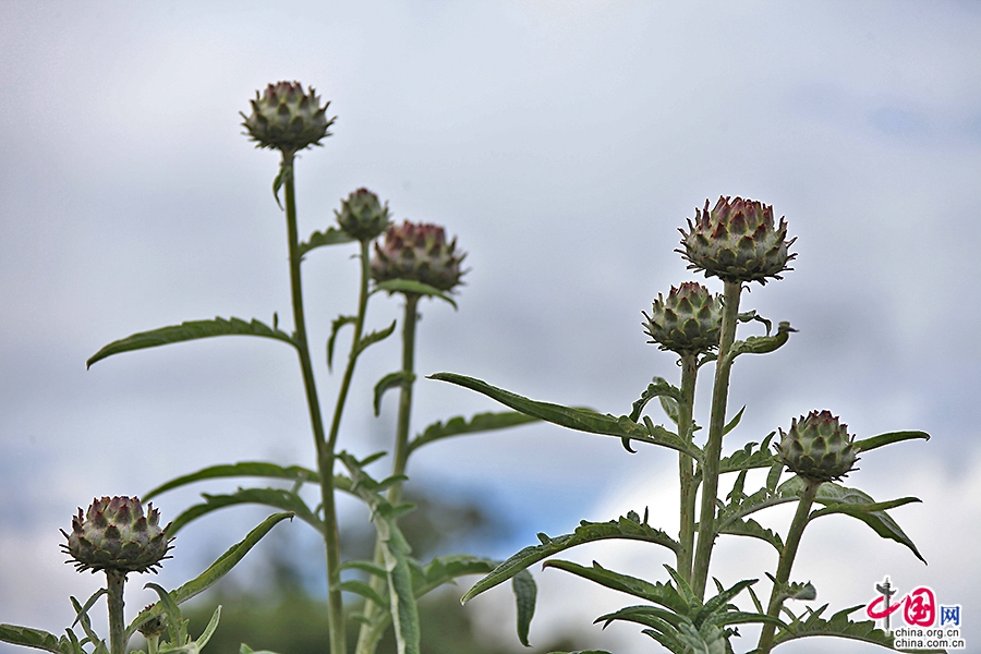 宝尔势格庄园的褐冠蓟3