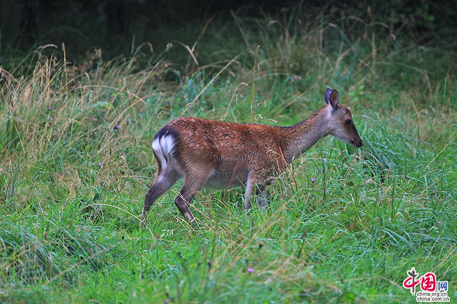 基拉尼国家公园拥有爱尔兰唯一的本地红鹿群