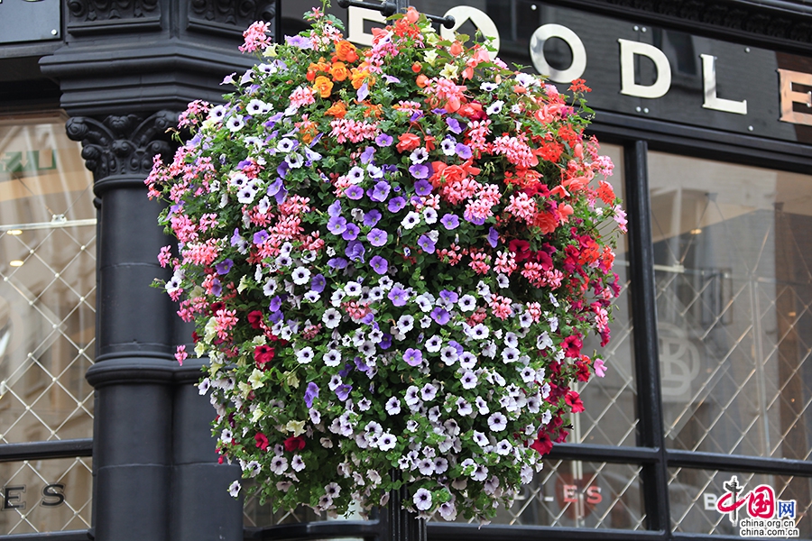 格拉夫顿街的鲜花装饰