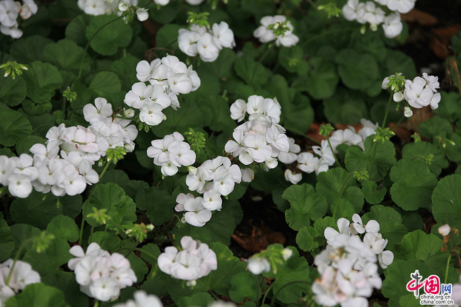 圣斯蒂芬绿地四季繁花似锦