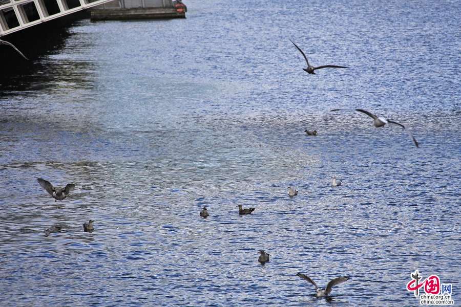 利菲河上的水鸟