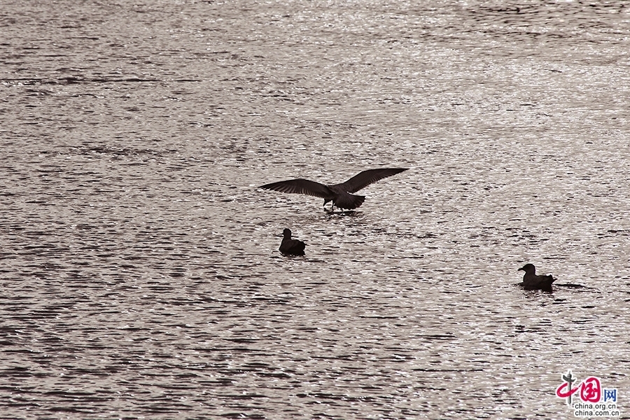 利菲河上的水鸟