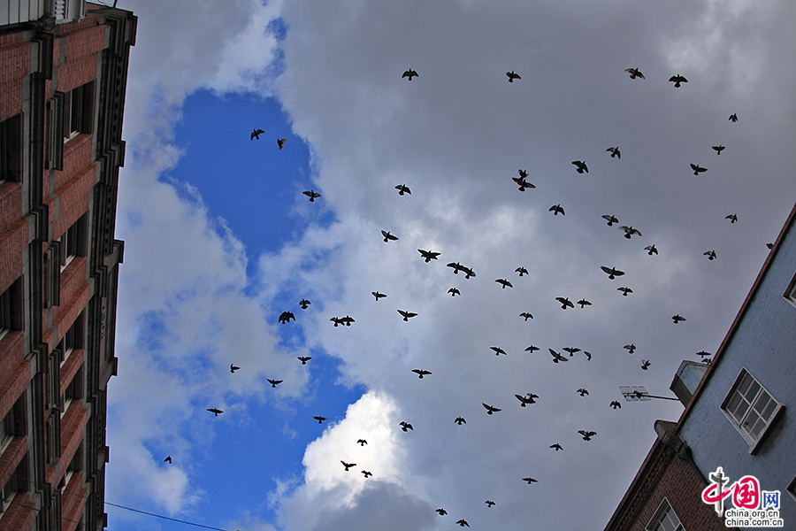 奥康奈尔大街上空的鸽子