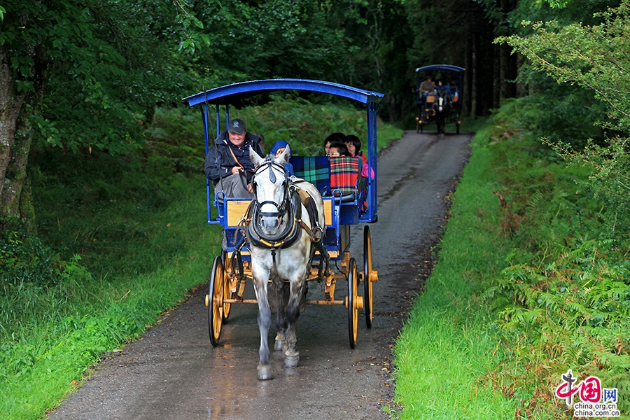 乘坐马车游览基拉尼国家公园