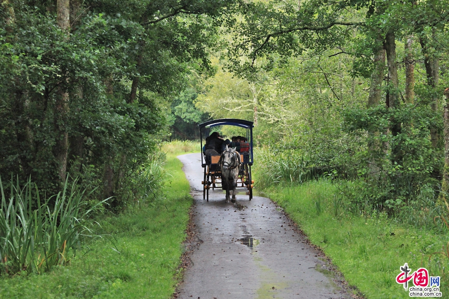 乘坐马车游览基拉尼国家公园