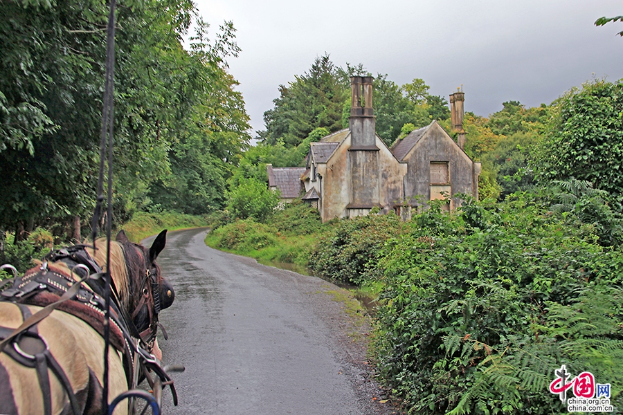 乘坐马车游览基拉尼国家公园
