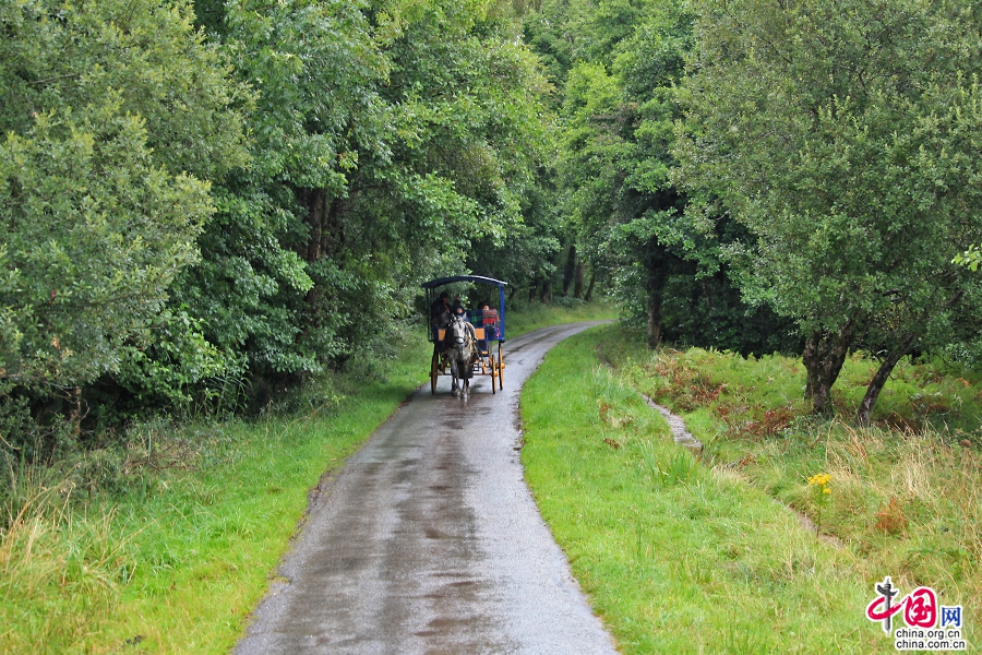 乘坐马车游览基拉尼国家公园