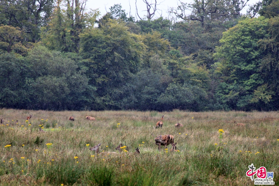 基拉尼国家公园坐落于爱尔兰凯里郡基拉尼镇附近