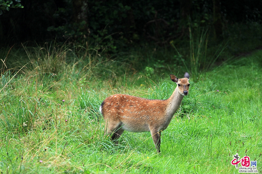 基拉尼国家公园的爱尔兰红鹿