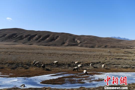 草原退化成生态“顽疾”甘肃甘南铁腕治理显成效