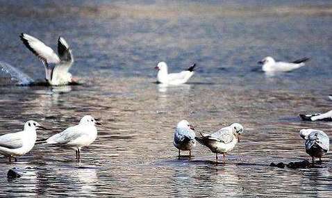 重庆:汉丰湖湿地公园迎来越冬候鸟