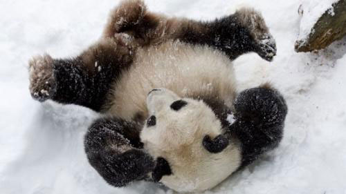 湖北神农架迎来降雪 大熊猫雪地撒欢惹人爱