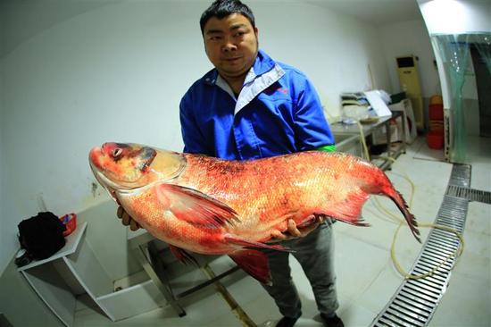 一个人抱起65斤的大鳙鱼十分吃力 视界网 裴建丹 摄
