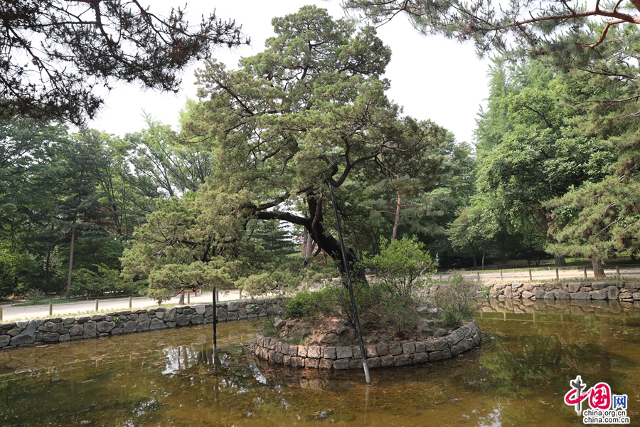 宗庙池塘的柏树