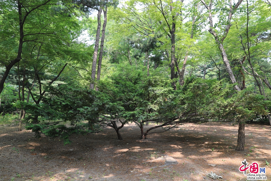 宗庙内植物以松柏为主