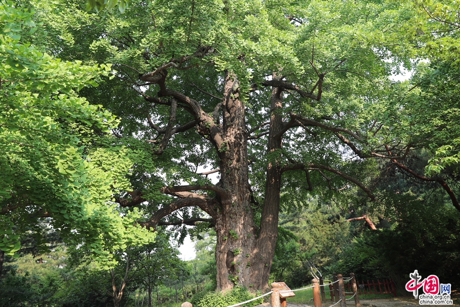 宣靖陵内树木参天