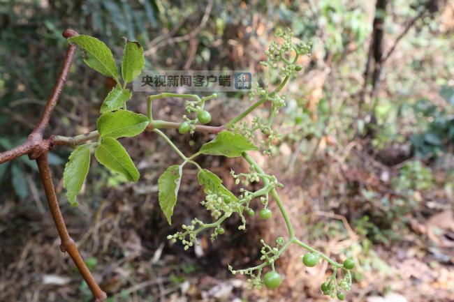 云南德宏发现葡萄科新种 填补我国该属空白 云南德宏发现葡萄科新种 填补我国该属空白