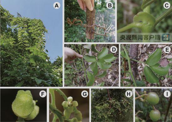 云南德宏发现葡萄科新种 填补我国该属空白 云南德宏发现葡萄科新种 填补我国该属空白