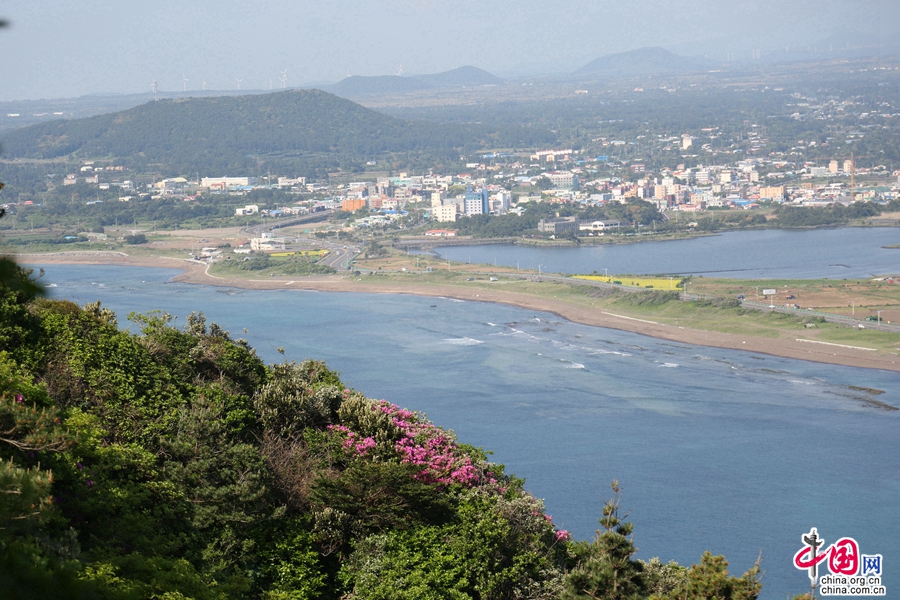 春日的城山日出峰开满杜鹃花