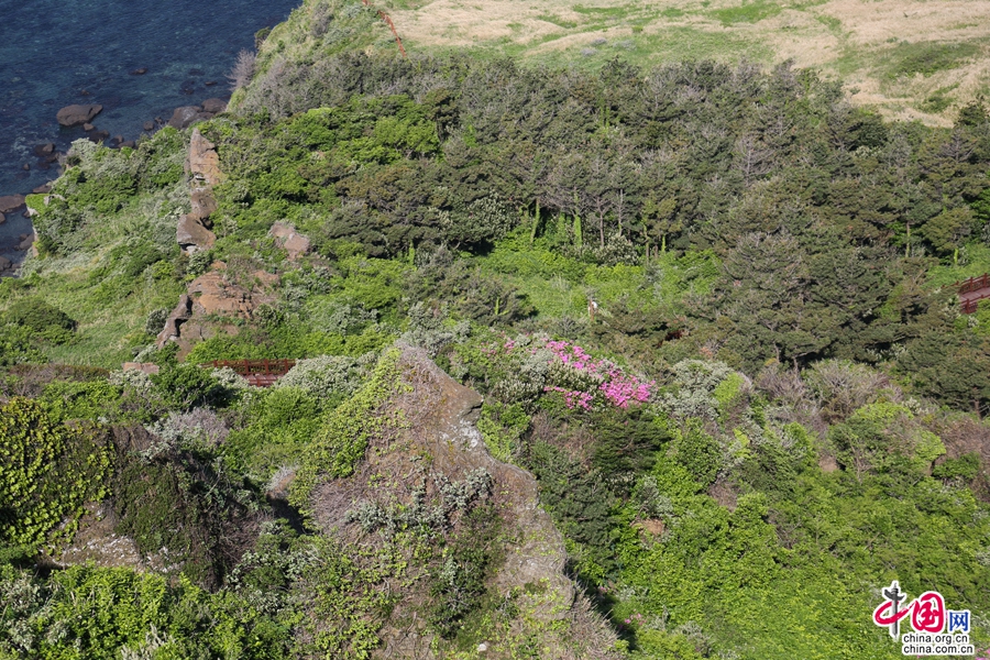 春日的城山日出峰开满杜鹃花