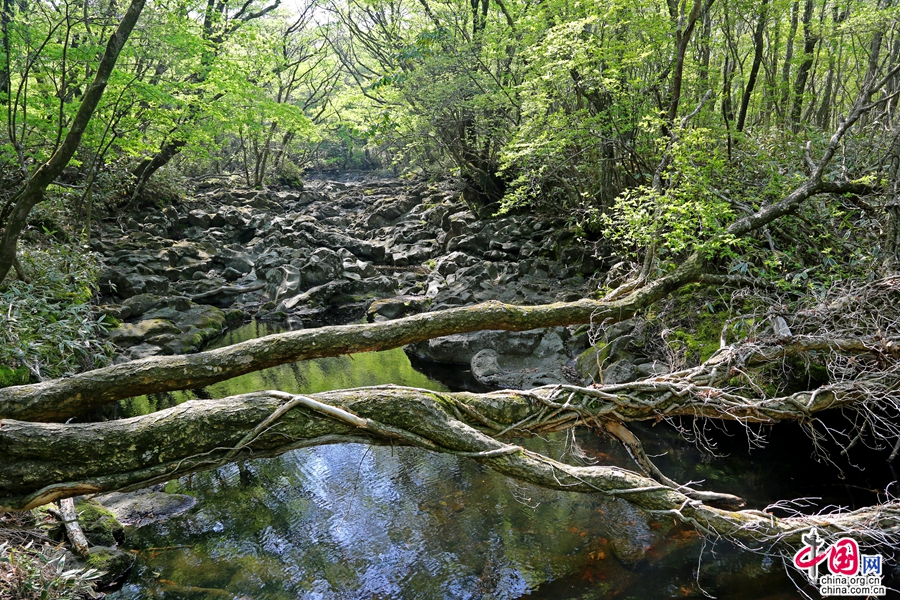 观音寺路线初段常见溪水