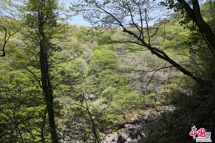 观音寺路线的温带植物林