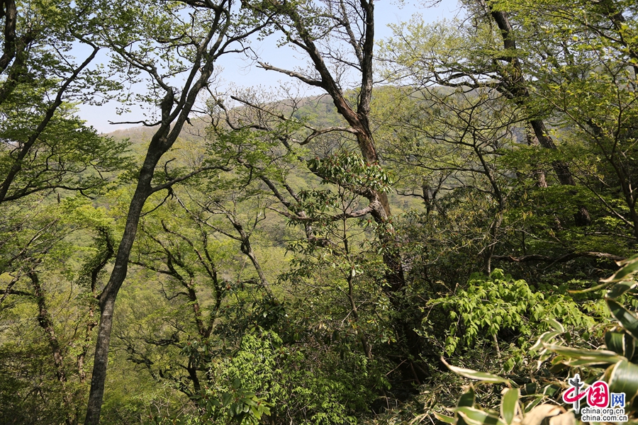 观音寺路线的温带植物林