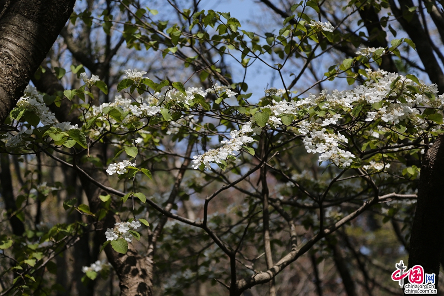 观音寺路线的温带植物林