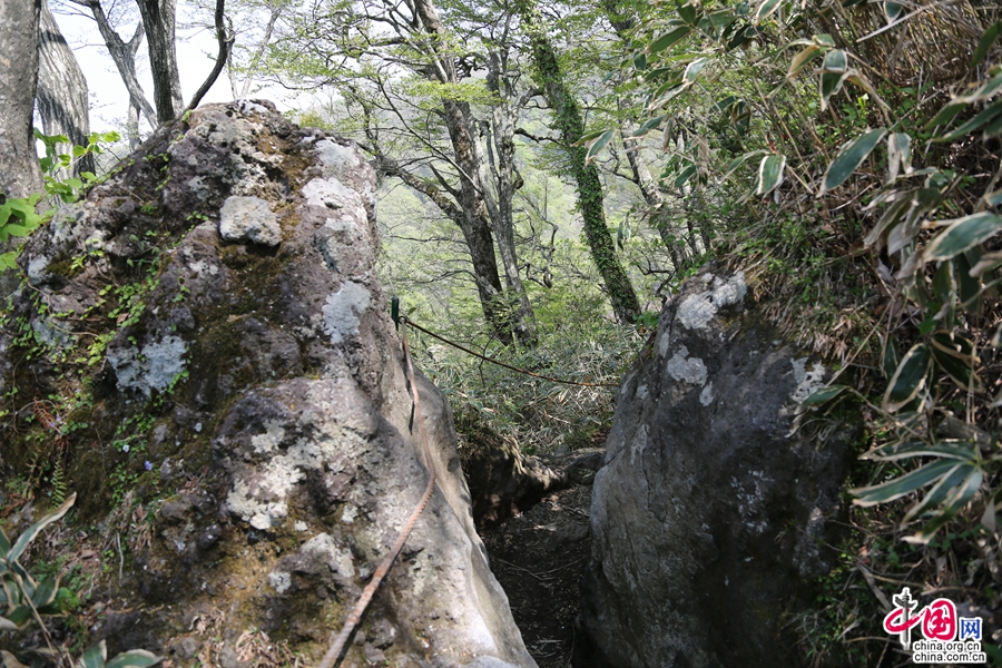 观音寺路线的常绿针叶林