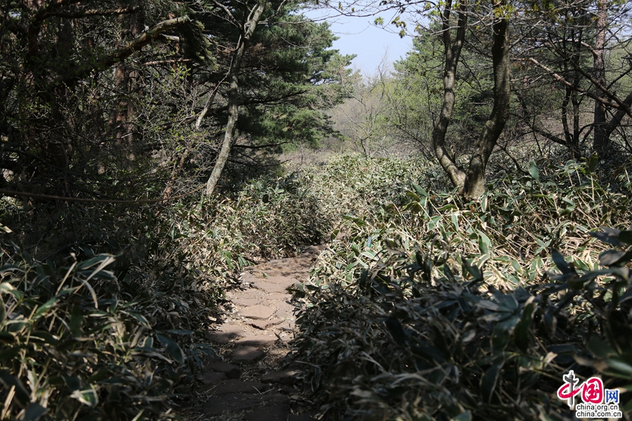 观音寺路线的常绿针叶林