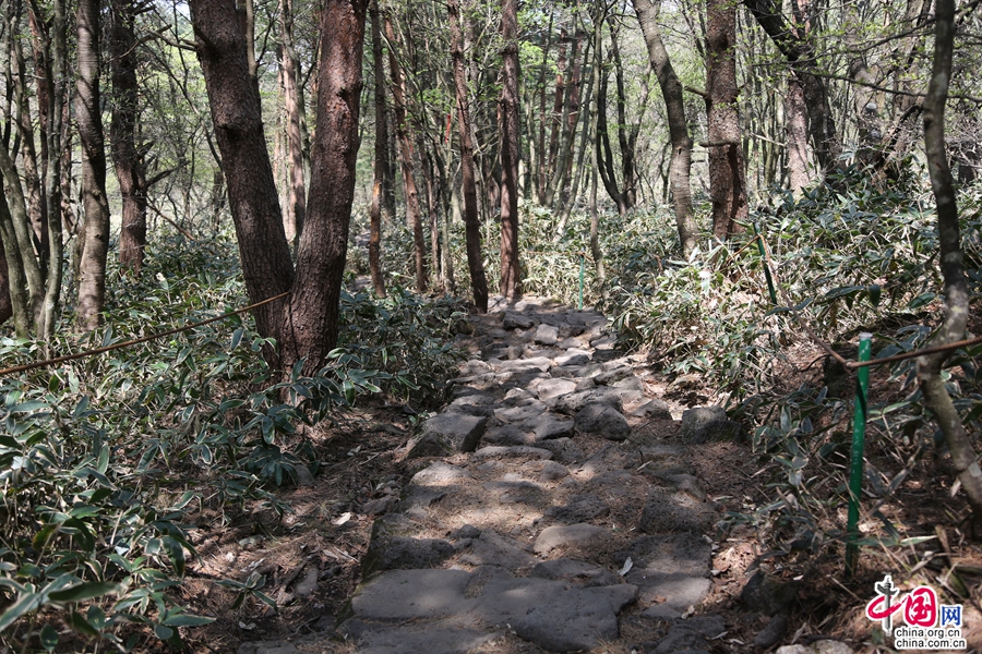 观音寺路线的混合林