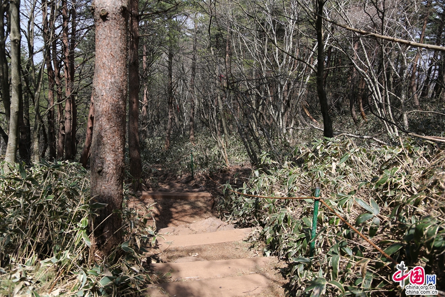 观音寺路线的混合林