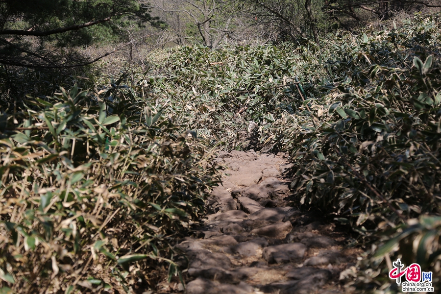 观音寺路线的台阶以火山石铺成