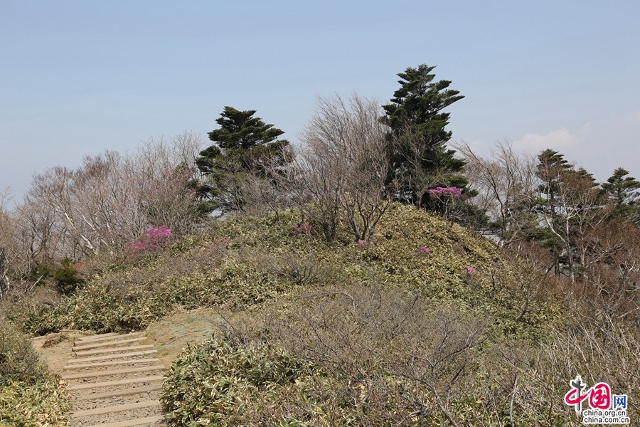 进入观音寺线路的灌木林