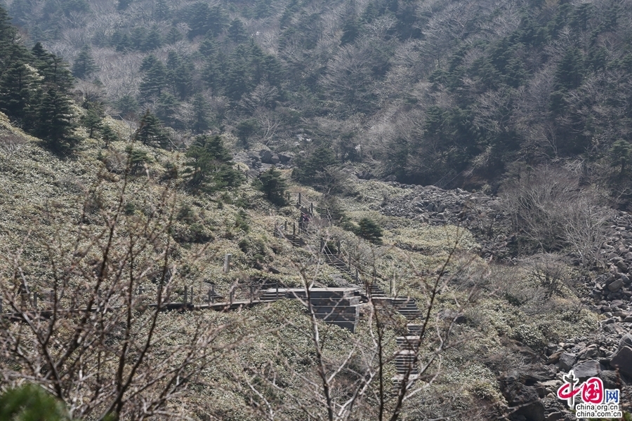 进入观音寺线路的灌木林