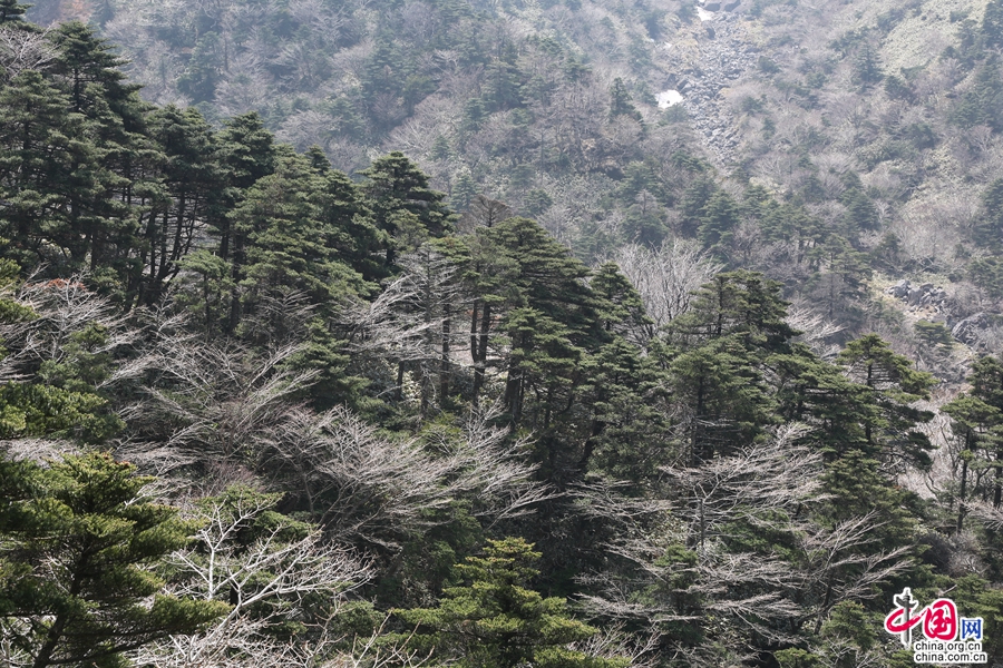 落叶植物与针叶植物混合林