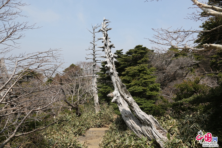 落叶针叶植物林出现