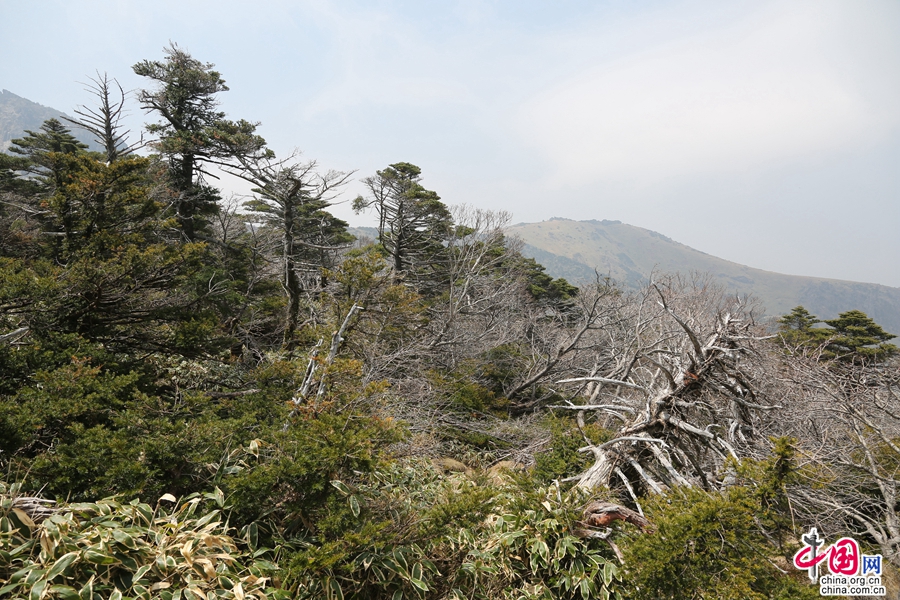 混合针叶植物林