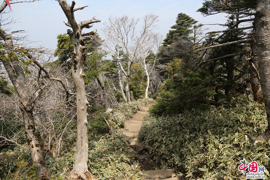 混合针叶植物林