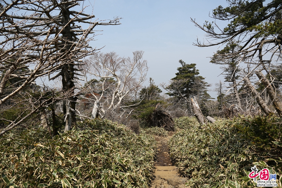 混合针叶植物林