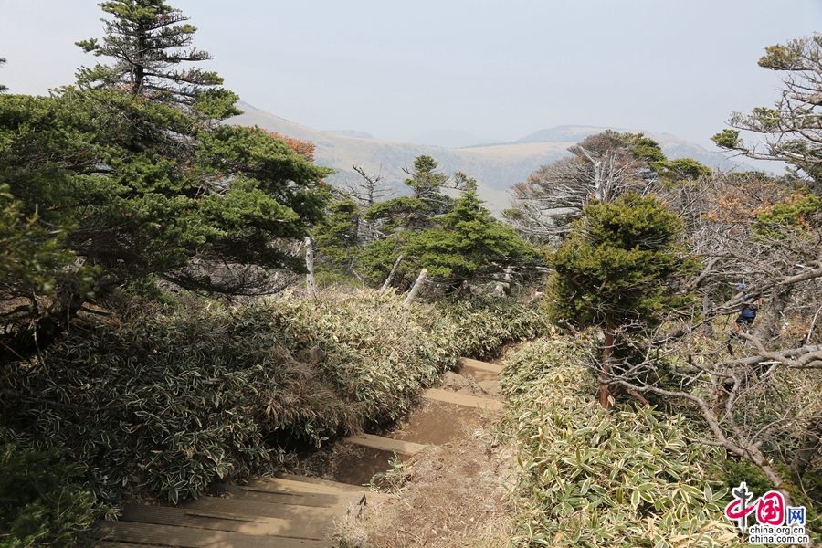 混合针叶植物林