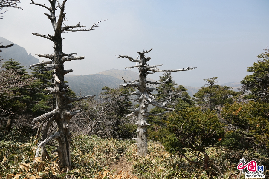 混合针叶植物林