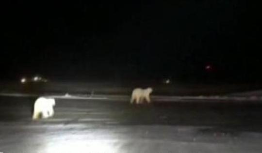 美国阿拉斯加机场惊现两头北极熊